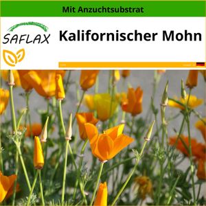 SAFLAX - Kalifornischer Mohn - Eschscholzia californica - 1500 Samen - Mit keimfreiem Anzuchtsubstrat