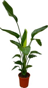Trendyplants - Strelitzia Nicolai - Kwiat rajskiego ptaka - Roślina domowa - Wysokość 160-180 cm - Rozmiar doniczki Ø21 cm
