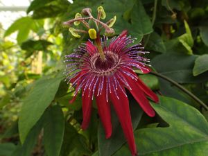Winterharte Passionsblume Passiflora Pura vida ca. 30 cm - exotische Schönheit - mehrjährige Kletterpflanze