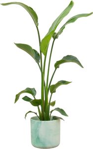 Strelitzia Nicolai - Strelitzia drzewiasta - Roślina domowa - Ø22cm - ↨120cm + doniczka Ocean Green