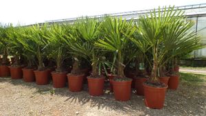Palme XL 120-150 cm Trachycarpus fortunei, Hanfpalme, winterhart bis -18°C, Pflanzengröße:120-140 cm