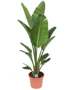 Plant in a Box - Strelitzia Nicolai XXL - Große lebende grüne Interieurpflanze - Paradiesvogelpflanze - Topf 28cm - Höhe 150-170cm