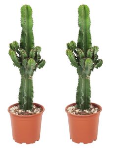 Plant in a Box - Euphorbia Eritrea - 2er Set - Bergwaldwolfsmilch - Kaktus - Zimmerpflanze - Topf 17cm - Höhe 50-60cm