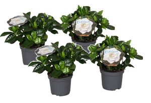 Plant in a Box - Gardenia Jasminoides - 4er Set - Gartenjasmin - Kap-Jasmin - Zimmerpflanze - Topf 13cm - Höhe 20-30cm