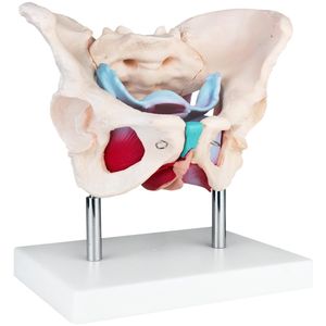 11 '' weibliches Muskel Skelett Anatomisches Modell Menschliche Anatomie 
