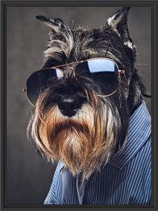 Lustiger Hund mit Hemd und Sonnenbrille im Schattenfugen Bilderrahmen / Format: 80x60 im Schattenfugen-Bilderrahmen / Kunstdruck auf hochwertigem Galeriekarton / hochwertige Leinwandbild Alternative