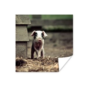 MuchoWow® Poster Schwein - Stall - Baby 100x100 cm - Babyzimmer