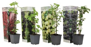 Plant in a Box - Beerenmischung - 4er Mix - Mix von Brombeeren, Johannnisbeeren und Stachelbeeren Pflanzen - Topf 9cm - Höhe 25-40cm