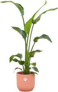 Strelitzia Nicolai - Strelitzia drzewiasta - roślina domowa + doniczka Vibes Fold Round Pink - Ø22cm - 120cm