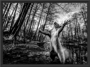 Lustiges Eichhörnchen steht im Wald, Monochrome im Schattenfugen Bilderrahmen / Format: 80x60 im Schattenfugen-Bilderrahmen / Kunstdruck auf hochwertigem Galeriekarton / hochwertige Leinwandbild Alternative
