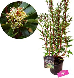 Drimys lanceolata 'Red Spice', Tasmanischer Pfefferbaum, 2 Liter Topf