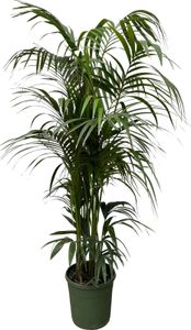 Everyplants Kentia-Palme - 230 cm, ø38 cm