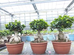 Ficus Ginseng Bonsai 50 - 60 cm Feng Shui Zimmerpflanze in Bonsaischale