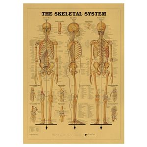 2× Der Menschliche Körper Poster - Anatomie, Muskeln Knochen Organe (42*30 cm)