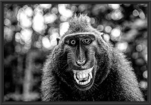 Lustiger Affe lacht mit offenem Maul, Monochrome im Schattenfugen Bilderrahmen / Format: 100x70 im Schattenfugen-Bilderrahmen / Kunstdruck auf hochwertigem Galeriekarton / hochwertige Leinwandbild Alternative