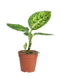 Grünpflanze – Dieffenbachie (Dieffenbachia Reflector) – Höhe: 30 cm – von Botanicly