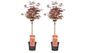 Plant in a Box - Acer palmatum 'Shaina' - 2er Set - Japanischer Ahornbaum winterhart - Rote Blätter - Topf 19cm - Höhe 80-90cm
