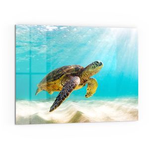 DEQORI Küchenrückwand Glas 80x60 cm 'Schildkröte unter Wasser' Spritzschutz Bad Rückwand
