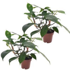 Plant in a Box - Philodendron 'Florida Grün' - 2er Set - Luftreinigende Zimmerpflanze - Topf 12cm - Höhe 20-30cm