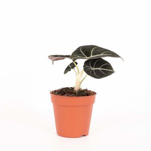 Alocasia – Pfeilblatt (Alocasia Black Velvet) – Höhe: 20 cm – von Botanicly