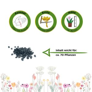 Schnittknoblauch Mehrjährig Samen - Allium tuberosum - Schnittknoblauchsamen - Kräutersamen - Saatgut für 70 Pflanzen