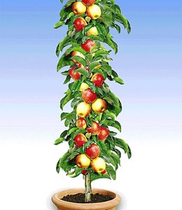 BALDUR-Garten Säulen-Apfel 'Braeburn', 1 Pflanze, Apfelbaum Malus domestica, winterhart, platzsparende Säule für kleine Gärten, Balkone & Terrassen, Wasserbedarf gering