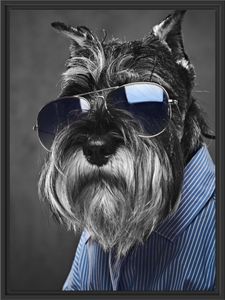 Lustiger Hund mit Hemd und Sonnenbrille B&W Detail im Schattenfugen Bilderrahmen / Format: 80x60 im Schattenfugen-Bilderrahmen / Kunstdruck auf hochwertigem Galeriekarton / hochwertige Leinwandbild Alternative