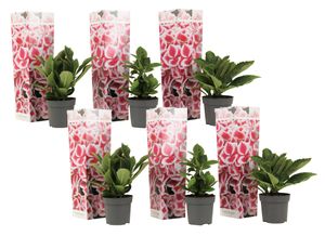 Plant in a Box - Hydrangea bicolor 'Camilla' Rosa - 6er Set - 2-farbige Hortensien - Winterhart - Topf 9cm - Höhe 25-40cm
