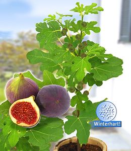 BALDUR-Garten Frucht-Feige "Rouge de Bordeaux", 1 Pflanze Ficus carica Feigenbaum