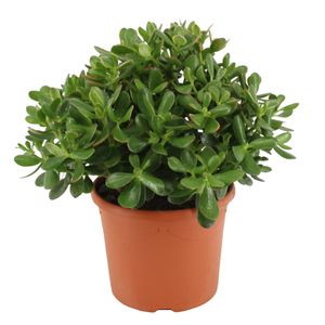 Plant in a Box - Crassula ovata 'Minor' M - Zimmerpflanze - Sukkulente - ⌀ 17 cm - Höhe 30-35 cm