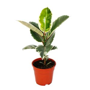 Drzewo kauczukowe w kolorze bialym - Ficus elastica "Tineke" - doniczka 17 cm