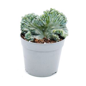 Heidelbeer-Kaktus - Kammform - Myrtillocactus geometrizans cristata - außergewöhnlicher Kaktus - 6,5cm Topf