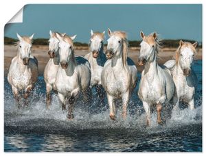 Vadim Petrakov: Weiße Camargue Pferde galoppieren am Strand entlang, Frankreich, Produkt:Poster, Größe (HxB):60x80 cm / Poster