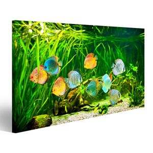 Bild auf Leinwand Symphysodon Discus In Einem Aquarium Auf Einem Grünen Hintergrund  Wandbild Leinwandbild Wand Bilder Poster 100x57cm 1-teilig