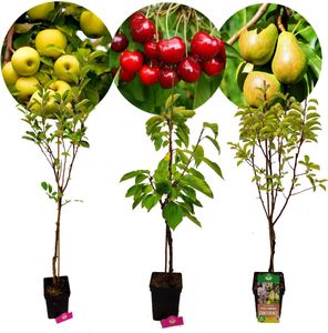 Set mit 3 Obstbäumen – 1 Apfel, 1 Birne, 1 Kirsche – Höhe +100 cm – 5-Liter-Topf – Mix B