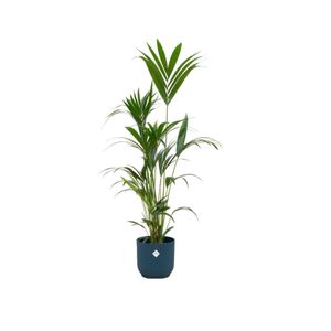 Kentiapalme – Kentia Palm (Kentia Palm) mit Übertopf – Höhe: 160 cm – von Botanicly