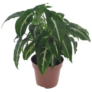 Plant in a Box - Syngonium Wendlandii - Grüne Zimmerpflanze - Topf 12cm - Höhe 20-30cm