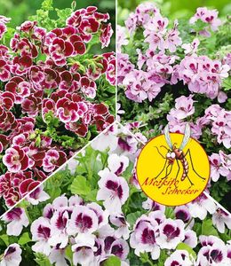 BALDUR-Garten Duft-Geranie "Moskito-Schocker®", 3 Pflanzen Geranien Pelargonium crispum
