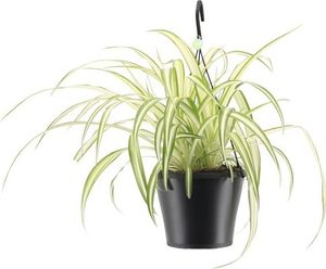 Zelenec v závesnom kvetináči FloraSelf Chlorophytum comosum 'Bonnie' výška vr. kvetináča 40-50 cm kvetináč Ø 17 cm
