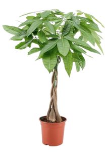 Plant in a Box - Pachira Aquatica - Geldbaum - Glückskastanie - Topf 17cm - Höhe 60-70cm