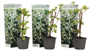 Hydrangea hortensie Petiolaris - 3er Set - Kletterpflanze - ⌀9cm - Höhe 25-40cm