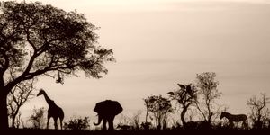 Vlies Tapete XXL Poster Fototapete Panorama Afrika Safari : sepia : 200 x 100 cm
