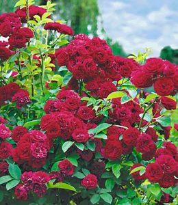 BALDUR-Garten Rambler-Rosen 'Chevy Chase', 1 Pflanze, Kletterrose winterhart mehrjährige Kletterpflanze, blühend, Rosa Hybride, dicht gefüllte Blüten, Rosen-Rarität