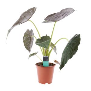 Alocasia wentii 70-90 cm Elefantenohr Riesen-Taro Pfeilblatt