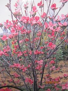 Cornus florida Sweetwater - Amerikanischer Blumen-Hartriegel Sweetwater