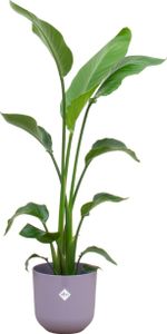 Combi Deal - Strelitzia Nicolai Inclusief Elho Jazz Round Lila Ø23 - 130 Cm