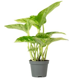 Efeutute - pflegeleichte Zimmerpflanze, Epipremnum Pinnatum 'Marble Queen' - Höhe ca. 15 cm, Topf-Ø 6 cm