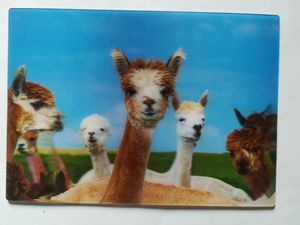 3 D Ansichtskarte Alpakaherde, Postkarte Wackelkarte Hologrammkarte, Tier Alpakas Lama
