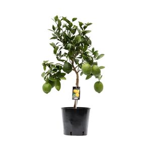 Obstbaum – Zitronenbaum (Citrus Lemon) – Höhe: 80 cm – von Botanicly