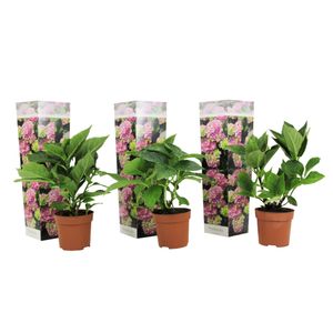 Plant in a Box - Hydrangea macrophylla - 3er Set - Hortensien Rosa - Gartenpflanzen Winterhart - Topf 9cm - Höhe 25-40cm
